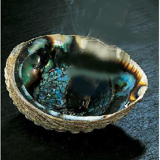 Abalone Shell Image